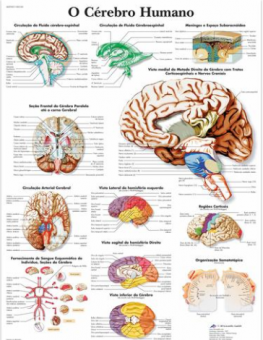 POSTER DO CEREBRO HUMANO, 50X67 CM, LAMINADO.