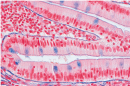 HISTOLOGIA HUMANA, JOGO GRANDE PARTE II