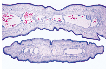 PARASITOLOGIA GERAL. JOGO PEQUENO. PARASITAS DOMESTICOS E TROPICAIS DE SERES HUMANOS E LOMESTRICOS ANIMAIS