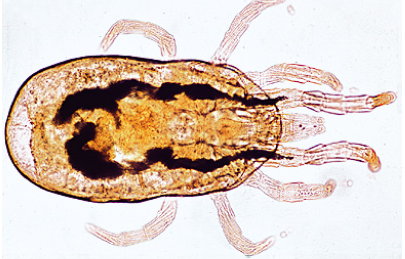 PARASITOLOGIA GERAL. JOGO PEQUENO. PARASITAS DOMESTICOS E TROPICAIS DE SERES HUMANOS E LOMESTRICOS ANIMAIS