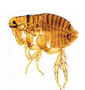 PARASITOLOGIA GERAL. JOGO PEQUENO. PARASITAS DOMESTICOS E TROPICAIS DE SERES HUMANOS E LOMESTRICOS ANIMAIS