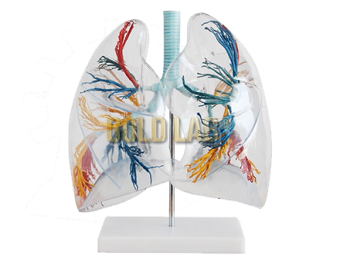 MODELO SEGMENTADO TRANSPARENTE DO PULMÃO - AMPLIADO 2 VEZES