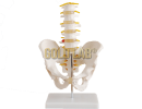 MODELO DE COLUNA LOMBAR COM QUADRIL E PÉLVIS - PVC - MONTADO SOBRE BASE