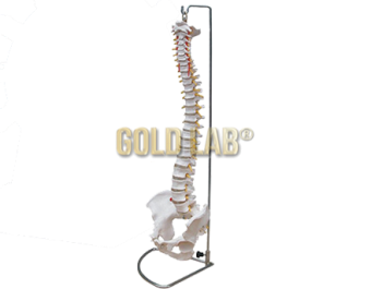 COLUNA VERTEBRAL COMPLETA - PVC