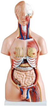 TORSO BISSEXUADO - 85CM - TAMANHO REAL - DESMONTÁVEL EM 40 PARTES